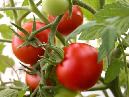 frische Tomaten