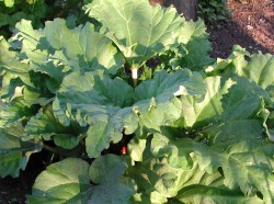 Rhababer frisch vom Feld